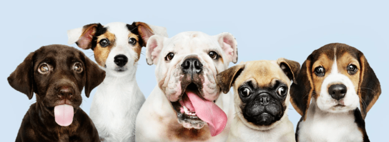 6 Home Remedies for Dog Appetite Medicine | 5 Reasons for the dog not feeling Hungry
