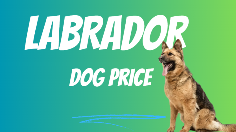 Labrador Retriever Price In India