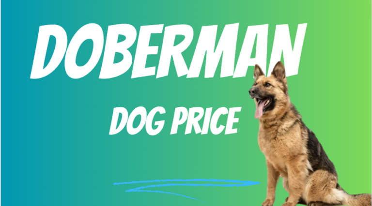 Doberman Price In India
